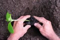 Top view of male hands holding green young plant for planting in hole in the ground, garden bed. Cultivation Royalty Free Stock Photo