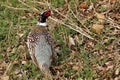 Top View of a Male Ring-necked Pheasant in Grass