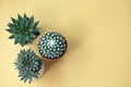 Top view of Mammillaria bucareliensis erusamu cactus pot, Green Aloe Haworthia pot and succulent plant pots Royalty Free Stock Photo