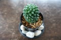 Top view of Mammillaria Carmenae cactus flowers in a ceramic pot on wooden table, small plant in flowerpot Royalty Free Stock Photo