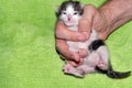 Man holding cute meowing newborn white and brown baby cat on green blanket at home Royalty Free Stock Photo