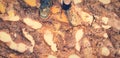 Top view of man legs standing on  brown mud floor filled with many footprint and water after raining day Royalty Free Stock Photo