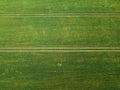 Top view. A man lies among a large green wheat field. Harvest concept Royalty Free Stock Photo