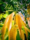 Top view of Mango plant Royalty Free Stock Photo