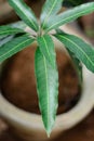 Mango tree plant on a pot, top view Royalty Free Stock Photo