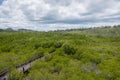 Top view Mangrove forest at Pranburi Forest National Park, Prachuap Khiri Khan,a Thailand Royalty Free Stock Photo