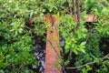 Top view of mangrove tree leaf and wood walkpath, Chanthaburi Royalty Free Stock Photo