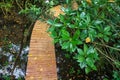 Top view of mangrove tree and wooden curve footpath over sea Royalty Free Stock Photo