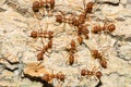 Top view of many ants