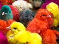 Top view many Colored easter chicks. Easter chicks in Iranian street market for sale Royalty Free Stock Photo