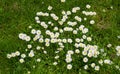 Top view of many daisy flowers growing in backyard garden in summer. Flowering plants blooming in its natural Royalty Free Stock Photo