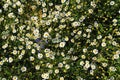 Top view of many daisy flowers with one blue purple flower und Royalty Free Stock Photo