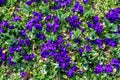 Top view many delicate blue pansy flowers in full bloom in a sunny spring garden, beautiful outdoor floral background photographed