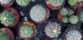 Top view of many green cactus with gravel in black and white flower pot on basket. Flat lay of natural plant Royalty Free Stock Photo