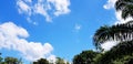 Top view of many green and palm or coconut tree with clear blue sky and white cloud with copy space on sunny day Royalty Free Stock Photo