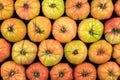 Top view of many green tomatoes of the pink variety, with drops of water and studio lighting Royalty Free Stock Photo