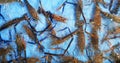 Top view of many head of shrimp or river prawns on blue water tank at street food market. Royalty Free Stock Photo