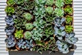 Top view many kinds of succulents in pots cultivation for creating modern art botany composition Royalty Free Stock Photo