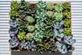 Top view many kinds of succulents in pots cultivation for creating modern art botany composition Royalty Free Stock Photo