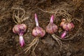 Many lily bulbs with roots on ground ready for planting Royalty Free Stock Photo