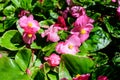 Top view of many pink begonia flowers with fresh green leaves in a garden in a sunny summer day, perennial flowering plants in the Royalty Free Stock Photo