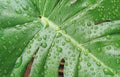 Many raindrops on surface of green jungle monstera leaf