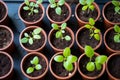 Top view of many small seedlings in flower pots. Gardening in spring Royalty Free Stock Photo