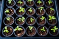 Top view of many small seedlings in flower pots. Preparations for gardening in spring Royalty Free Stock Photo