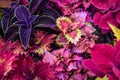 Top View of Many Varieties and Colored Coleus Plectranthus scutellarioides