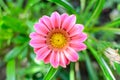 Top view of many vivid pink gazania flowers and blurred green leaves in soft focus, in a garden in a sunny summer day, beautiful Royalty Free Stock Photo