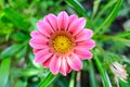 Top view of many vivid pink gazania flowers and blurred green leaves in soft focus, in a garden in a sunny summer day, beautiful Royalty Free Stock Photo