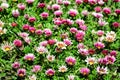 Top view of many vivid pink and white gazania flowers and blurred green leaves in soft focus, in a garden in a sunny summer day, Royalty Free Stock Photo