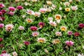 Top view of many vivid pink and white gazania flowers and blurred green leaves in soft focus, in a garden in a sunny summer day, Royalty Free Stock Photo