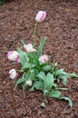 Top view of many vivid pink and white tulips and small water drops in a garden in a rainy spring day, beautiful outdoor floral bac Royalty Free Stock Photo