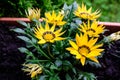 Top view of many vivid yellow and brown gazania flowers and blurred green leaves in soft focus, in a garden in a sunny summer day Royalty Free Stock Photo