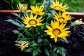 Top view of many vivid yellow and brown gazania flowers and blurred green leaves in soft focus, in a garden in a sunny summer day Royalty Free Stock Photo