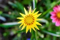 Top view of many vivid yellow gazania flowers and blurred green leaves in soft focus, in a garden in a sunny summer day, beautiful Royalty Free Stock Photo