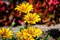 Top view of many vivid yellow and orange gazania flowers and blurred green leaves in soft focus, in a garden in a sunny summer day Royalty Free Stock Photo