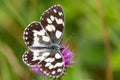 Top view marbled white melanargia galathea butterfly violet th