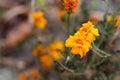 Top view Marigolds with dry stems on blurred Natural background with copy space. Orange and burgundy petals of Tagetes grow on Royalty Free Stock Photo