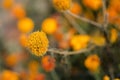 Top view Marigolds with dry stems on blurred Natural background with copy space. Orange and burgundy petals of Tagetes grow on Royalty Free Stock Photo