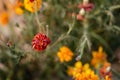 Top view Marigolds with dry stems on blurred Natural background with copy space. Orange and burgundy petals of Tagetes grow on Royalty Free Stock Photo