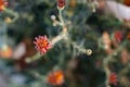 Top view Marigolds with dry stems on blurred Natural background with copy space. Orange and burgundy petals of Tagetes grow on Royalty Free Stock Photo