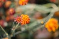 Top view Marigolds with dry stems on blurred Natural background with copy space. Orange and burgundy petals of Tagetes grow on Royalty Free Stock Photo