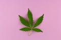 Top view marihuana leaf Royalty Free Stock Photo