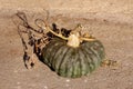 Top view of Marina di Chioggia squash or Chioggia sea pumpkin round squash with dark green to gray blue skin covered in bumps