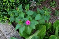 Top view of Marvel of Peru or Mirabilis jalapa herb plant with open and closed tubular pink flowers and egg shaped oblong leaves