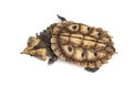 Top view of a Mata Mata, turtle, Chelus fimbriata, isolated