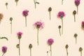 Top view meadow flowers thorn thistle or burdock on pale pink color background. Summer field plants
