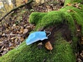 Top view of medical face mask laying on fallen tree Royalty Free Stock Photo